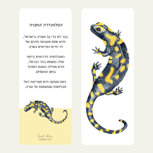 סימניית סלמנדרה